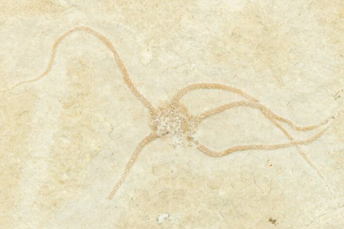 Jurassic Brittle Star Fossil - Solnhofen #244344